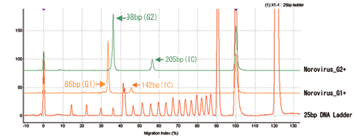 ノロウィルスG1検出試薬キット/G2検出試薬キット処理サンプルのエレクトロフェログラム