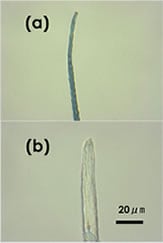 ミンク（a)と人のまつげ（b)の毛先の光学顕微鏡写真