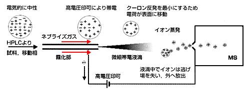 図1　エレクトロスプレーイオン化（ESI）：イオン蒸発