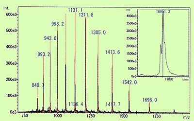 ウマ由来ミオグロビンのマススペクトル（LC-ESI-MS法による多価イオン測定）