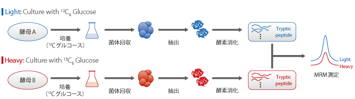 酵母の代謝酵素MRM測定ワークフロー