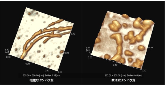 蛋白質のSPM（走査プローブ顕微鏡）による観察例
