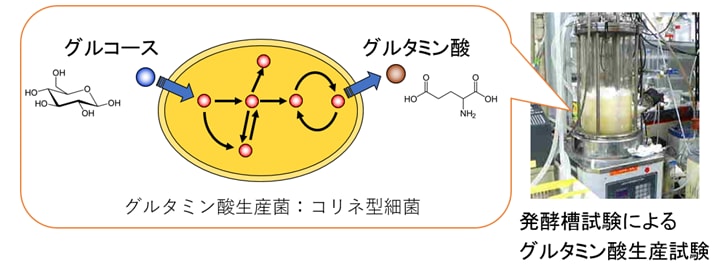 発酵槽試験によるグルタミン酸生産試験