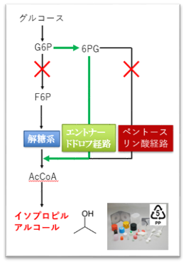 グルコースからイソプロピルアルコール（IPA）を生成