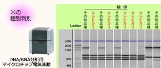 米の種別判別