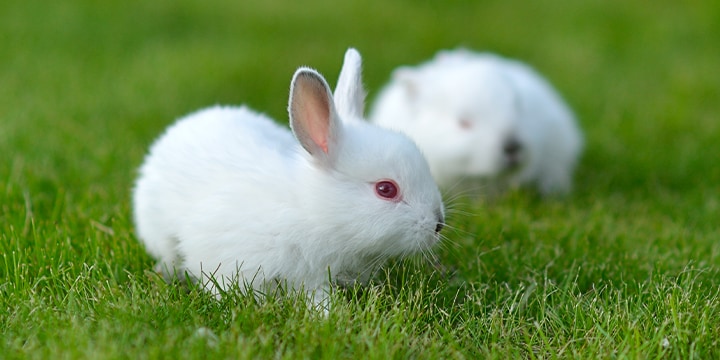 動物実験代替法