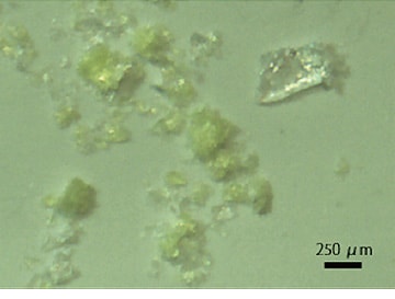 図5：ろ紙上のマイクロプラスチック