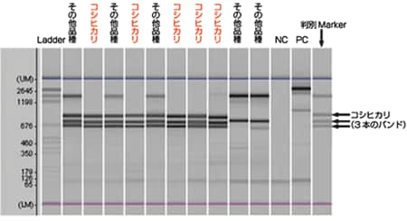 米の分析結果