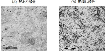 Fig.3　飲料缶の塗膜の最表面のLSM像（観察視野 640μm□）