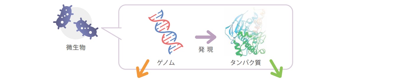 微生物同定の違い