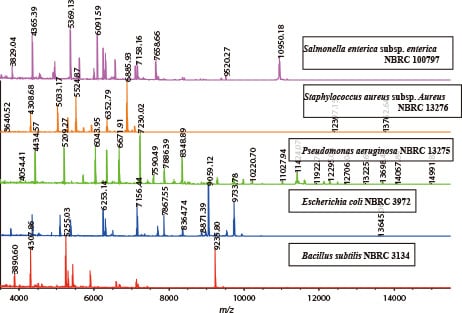 各菌株のマススペクトル