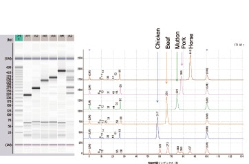食肉5種（鶏・牛・羊・豚・馬）サンプルの分析結果 （MultiNAゲルイメージとエレクトロフェログラム）