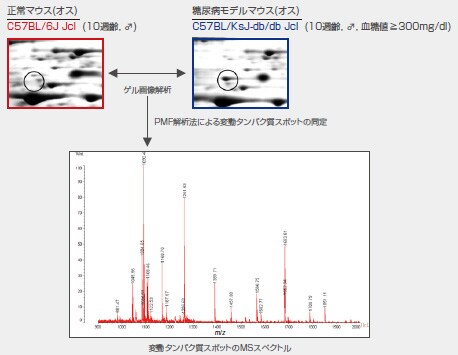 変動タンパク質スポットのMSスペクトル