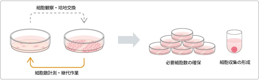 細胞培養のサイクルと増殖後の活用例