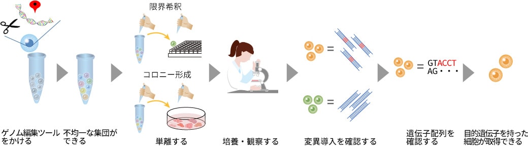 クローン株樹立までのフローと各工程における課題