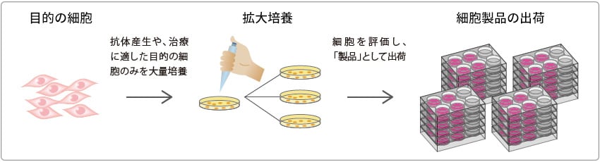 細胞製造の流れ