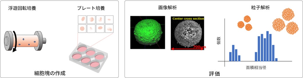 細胞塊の作成と評価