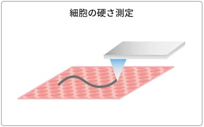 細胞の硬さ測定