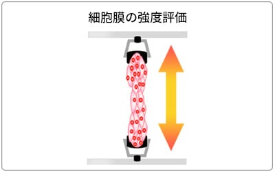 細胞膜の強度評価