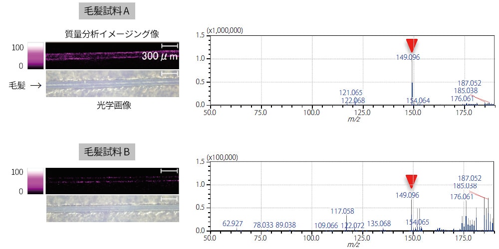 2 段階法（蒸着＋スプレー）によるレーザー径10 μm での 毛髪試料の薬剤イメージング