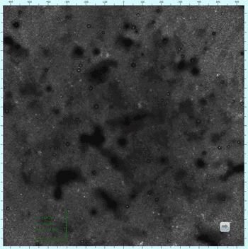 Fig.2　水中における抗凝血剤表面のLSM観察像（視野1.3mm）