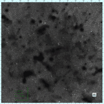 Fig.2 水中における抗凝血剤表面のLSM観察像(視野1.3mm)