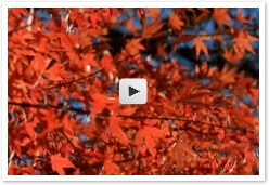 「シリーズ「日本の心」…紅葉」