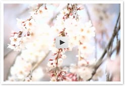 シリーズ「日本の心」…桜