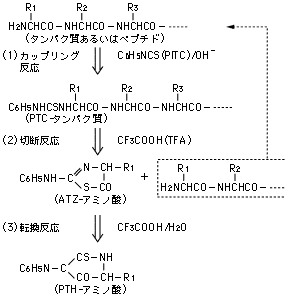 アミノ酸配列分析のフローチャート2