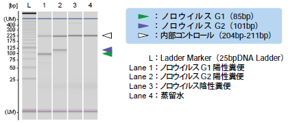 ノロウィルスを検出