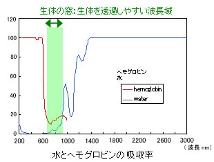 fNIRS計測原理：生体の窓