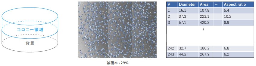 コロニー形状分布の解析