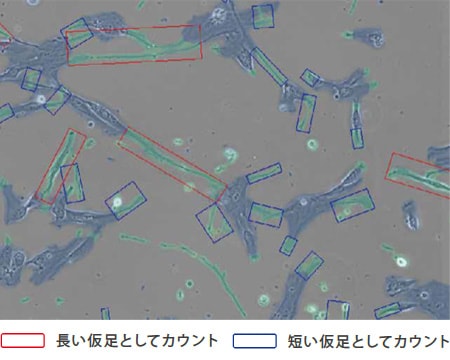 間葉系幹細胞形態解析プラグイン