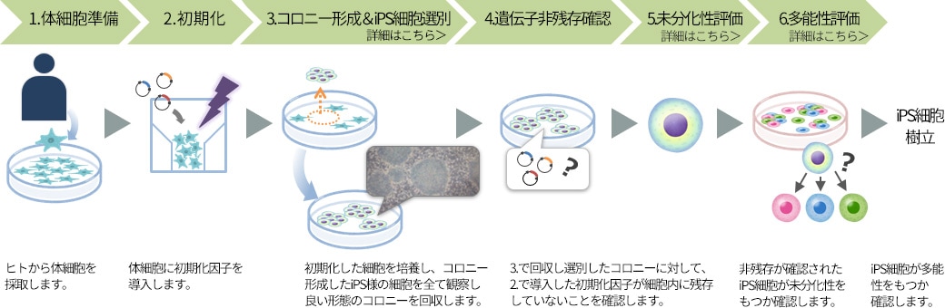 樹立工程のフロー