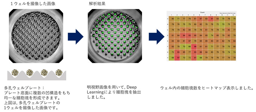 多孔ウェルプレートの観察と細胞塊の定量