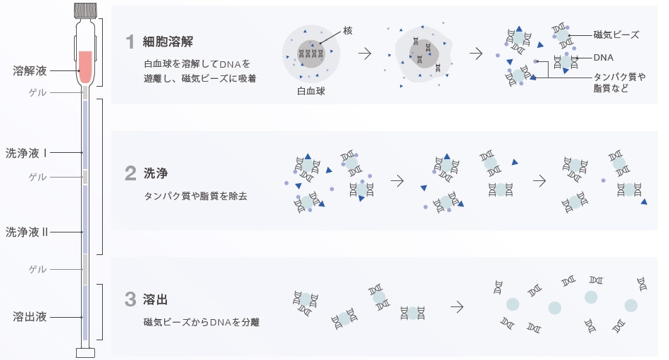 カラムの構造