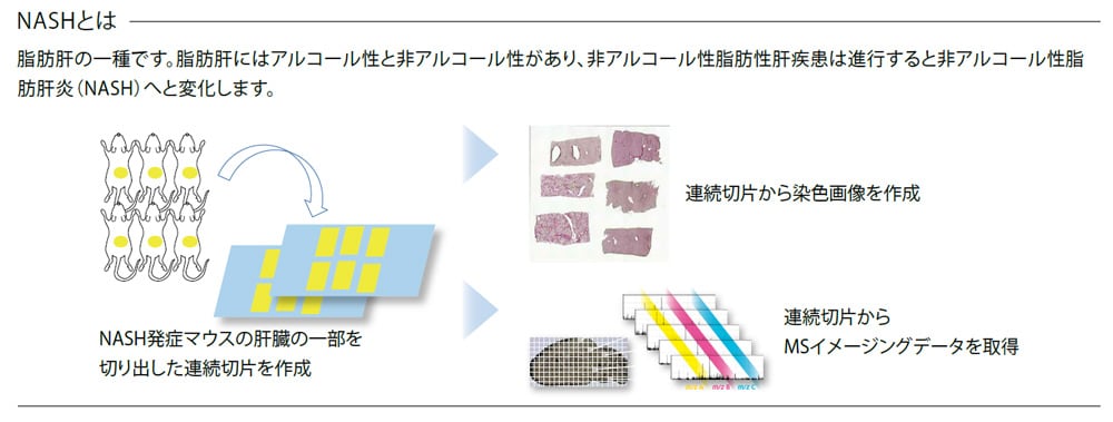 NASHとは