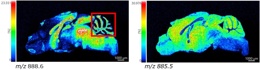 ネガティブモードによる脳切片全体の測定結果