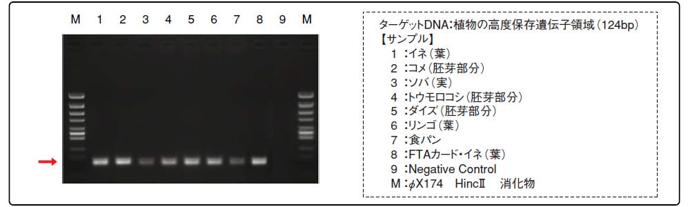 植物からの簡便PCR実施例