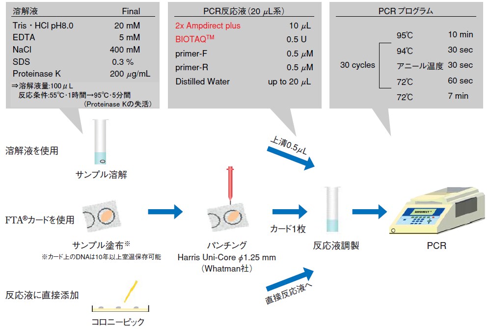 微生物からの簡便PCR実施例