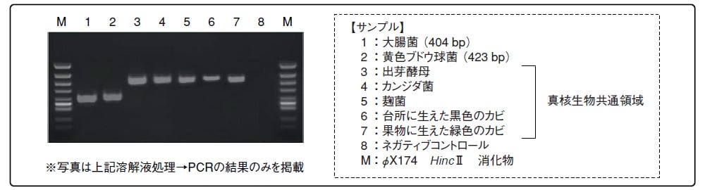 微生物からの簡便PCR実施例