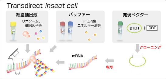 Transdirect™ insect cell