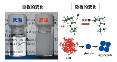 図1 温度応答性高分子水溶液の相分離挙動とコイル—グロビュール転移の概念図