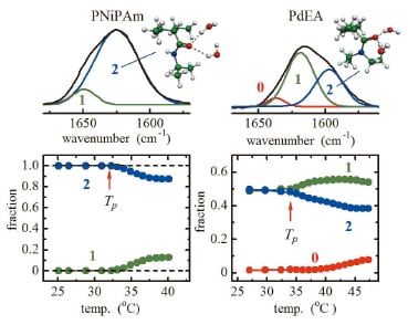 図4 カーブフィット法による（a）PNiPAmと（b）PdEAのamide Iバンドの分離と帰属