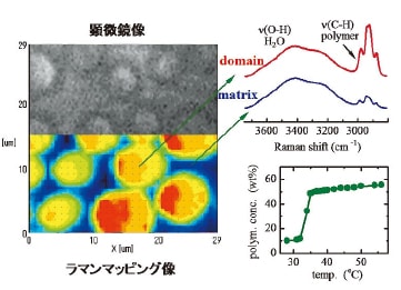 図5 顕微ラマン分光法による相分離構造の解析