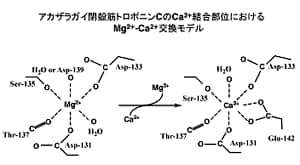 Figure  4 A schematic model of changes in coordination structure of the Ca2+  binding site of Akazara scallop troponin C accompanying the exchange of Mg2+  with Ca2+.