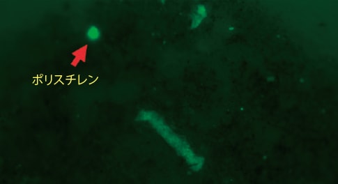 図2 Nile red染色を行い、蛍光顕微鏡でマイクロプラスチックを同定