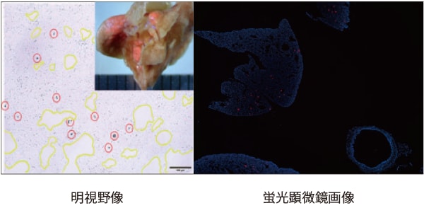 図3 マウスへ3 µm蛍光ポリスチレンを経気道的に投与し、肉眼的に肺への分布、蓄積が確認された