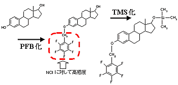 β-エストラジオールのPFB化とTMS化