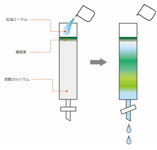 図2 葉緑素の実験